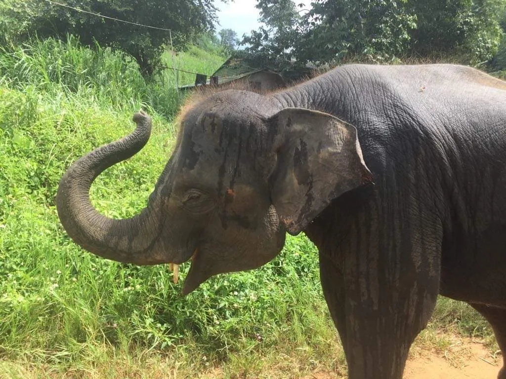Chaba the elephant at Chiang Mai Sanctuary