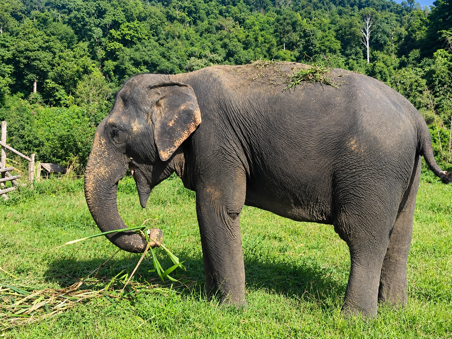 Bua the elephant