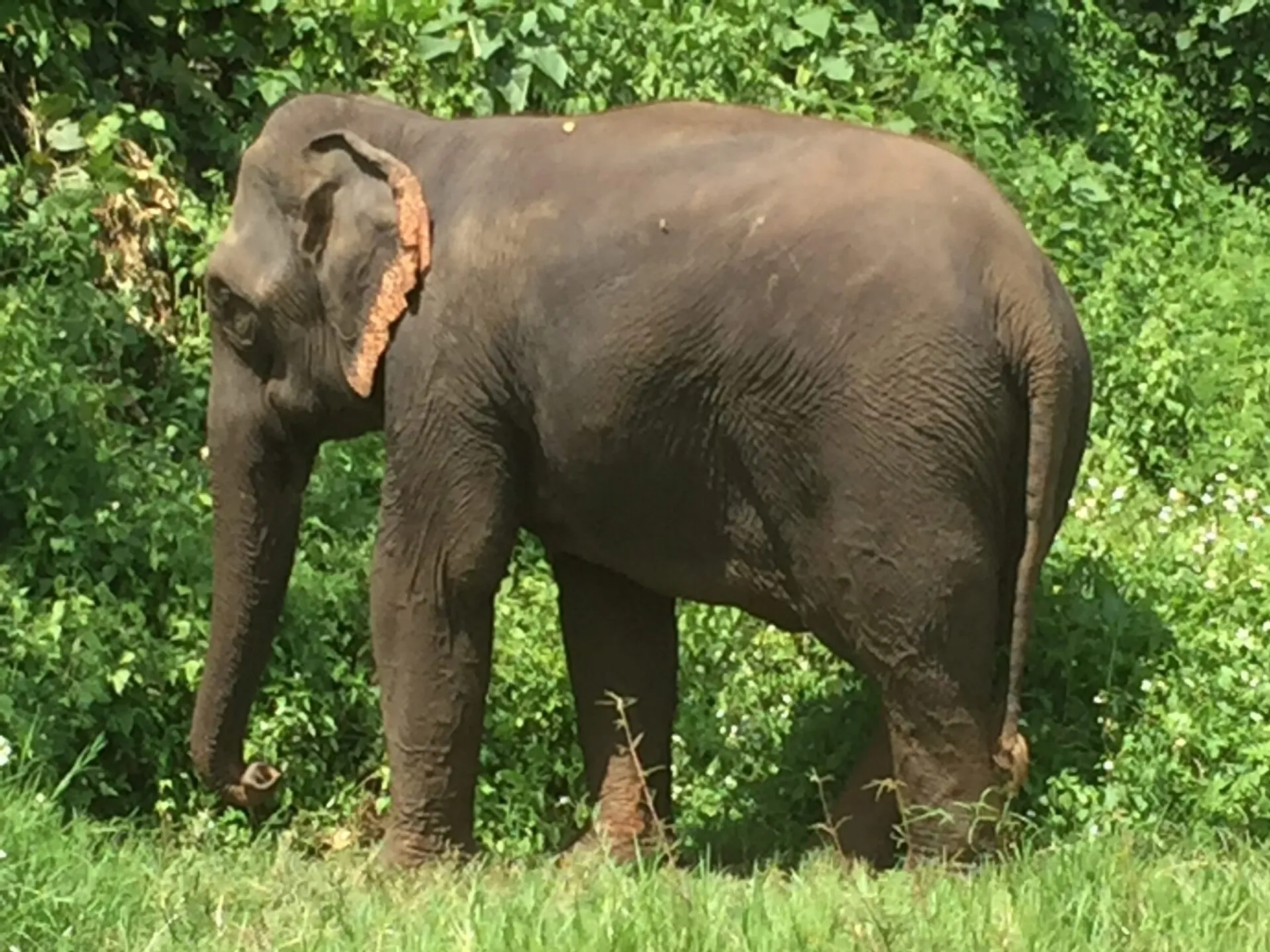 Mali the elephant