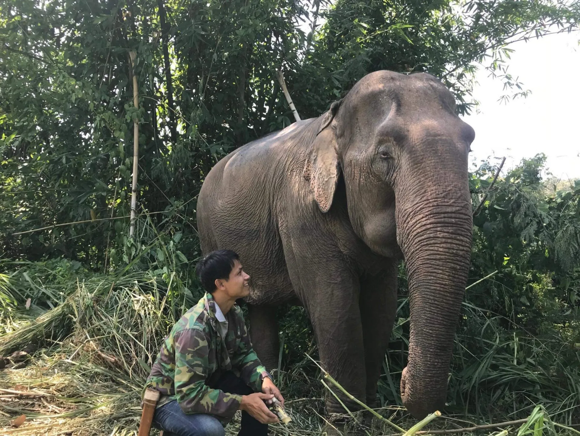 Moo-Phee the elephant at Chiang Mai Sanctuary