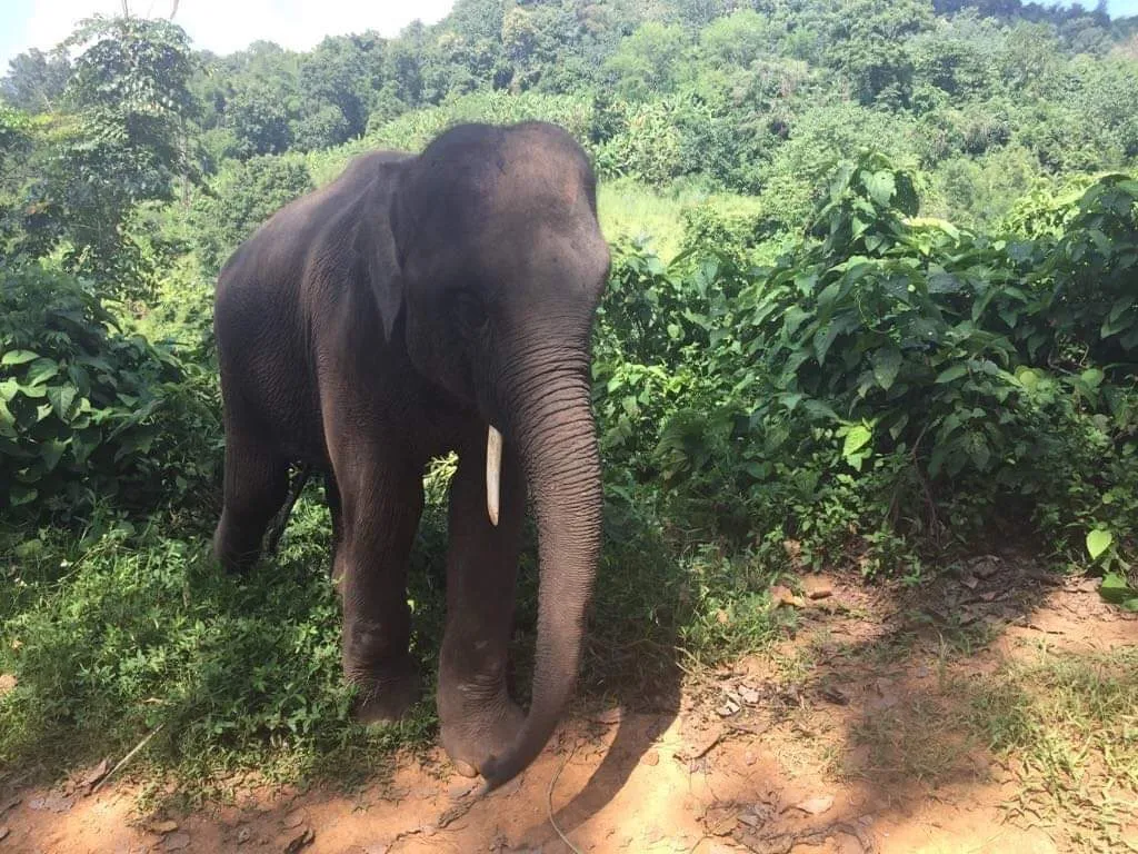 Nam Choke the elephant at Chiang Mai Sanctuary