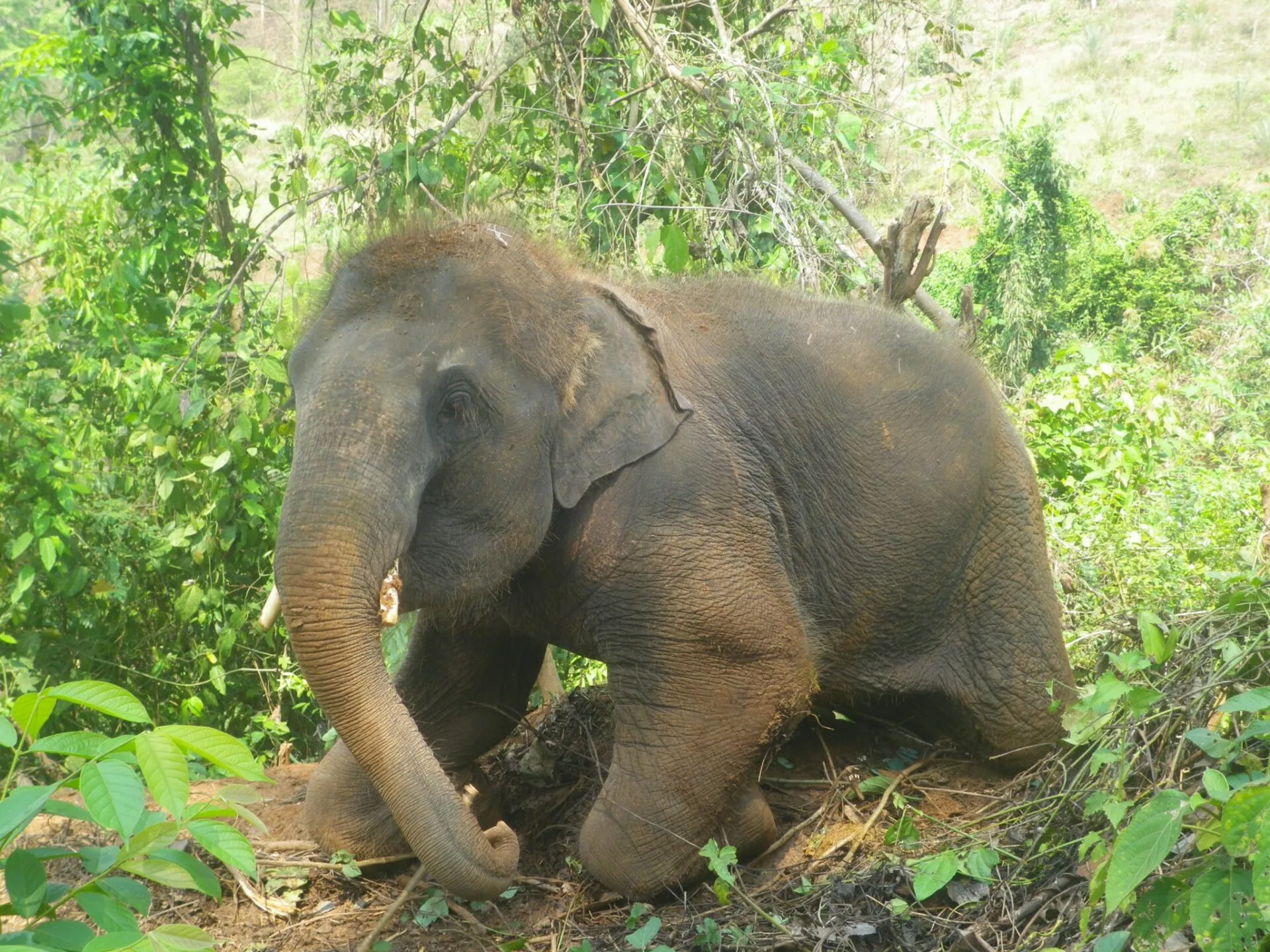 Nong the elephant