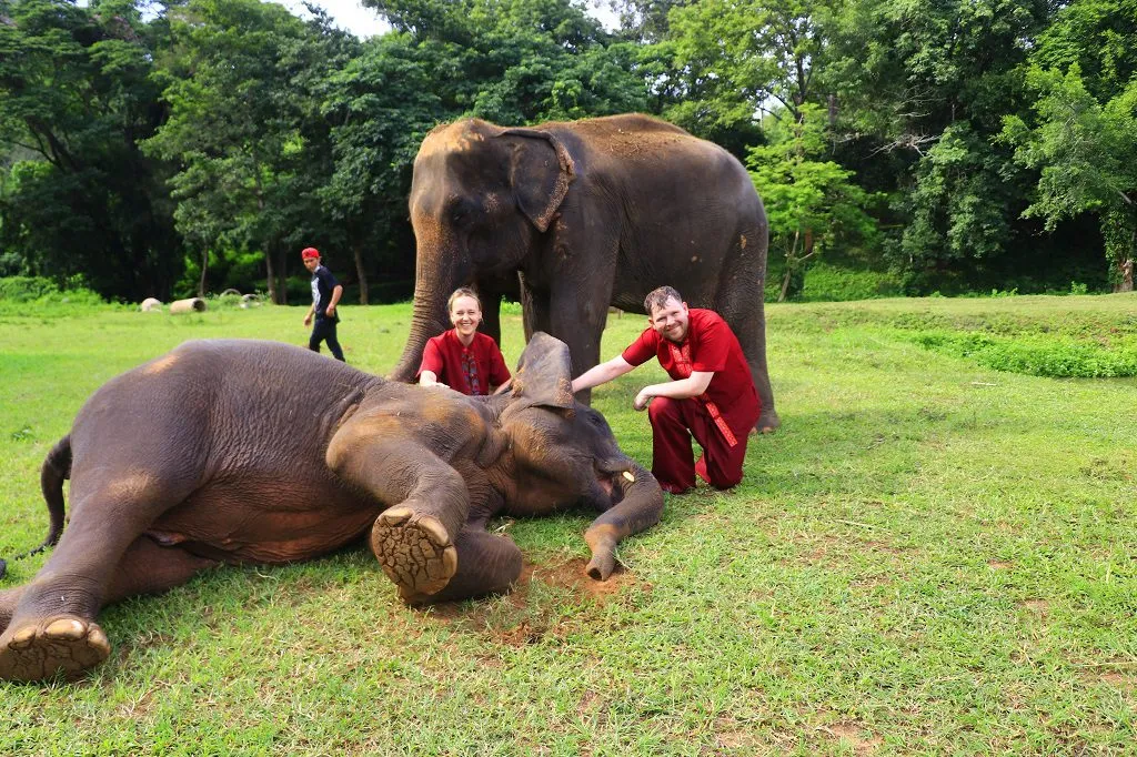 Half-Day Morning Elephant Observation