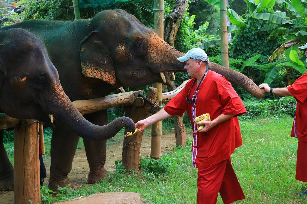 Group photo opportunity with elephants