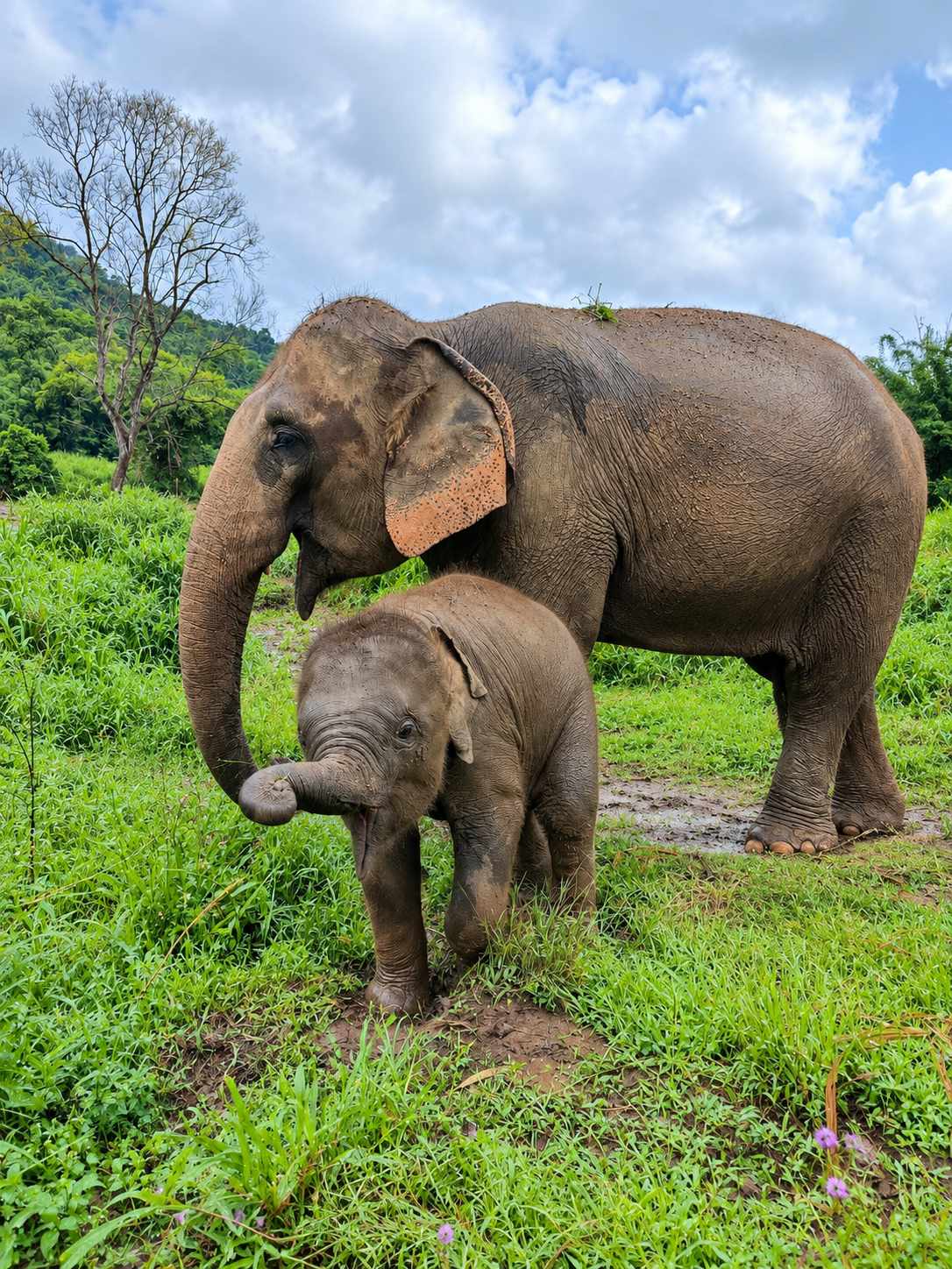 Overnight Elephant Observation