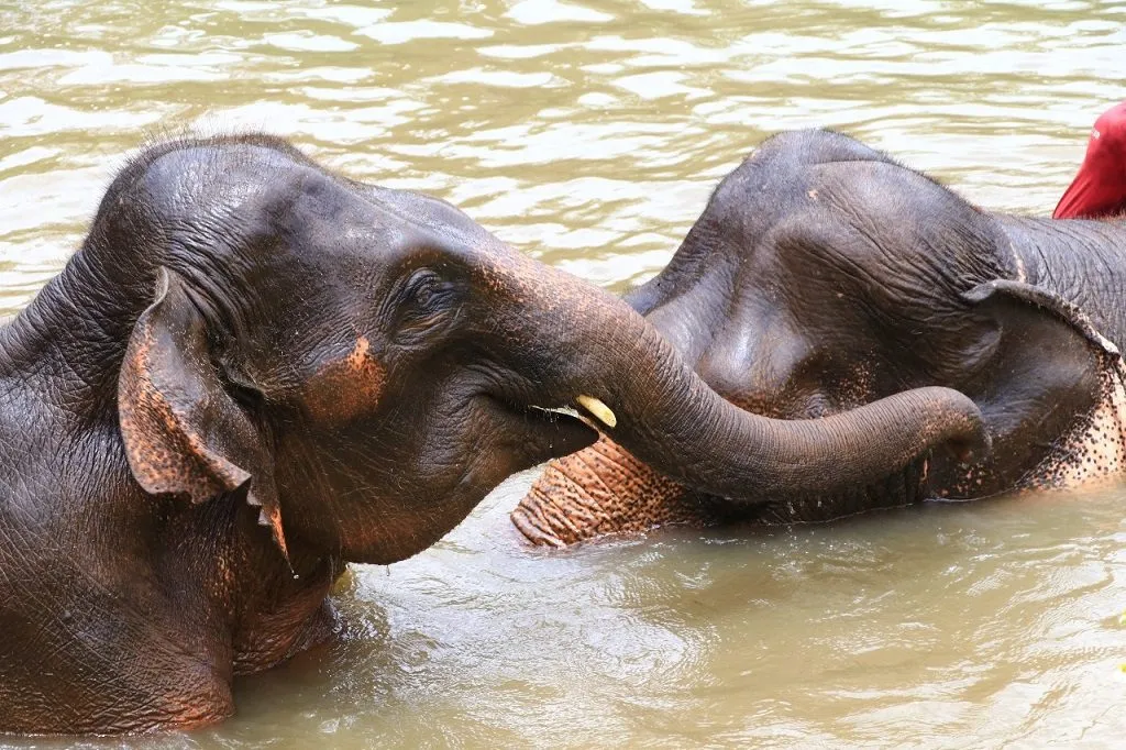 Elephants at the sanctuary