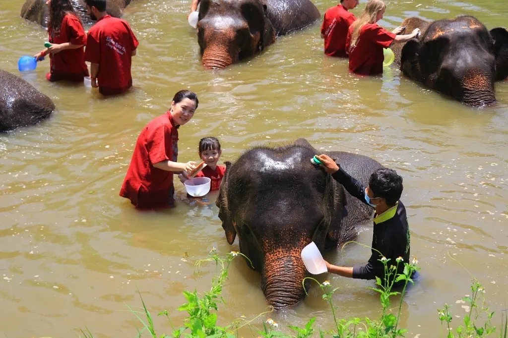 Elephant feeding activity