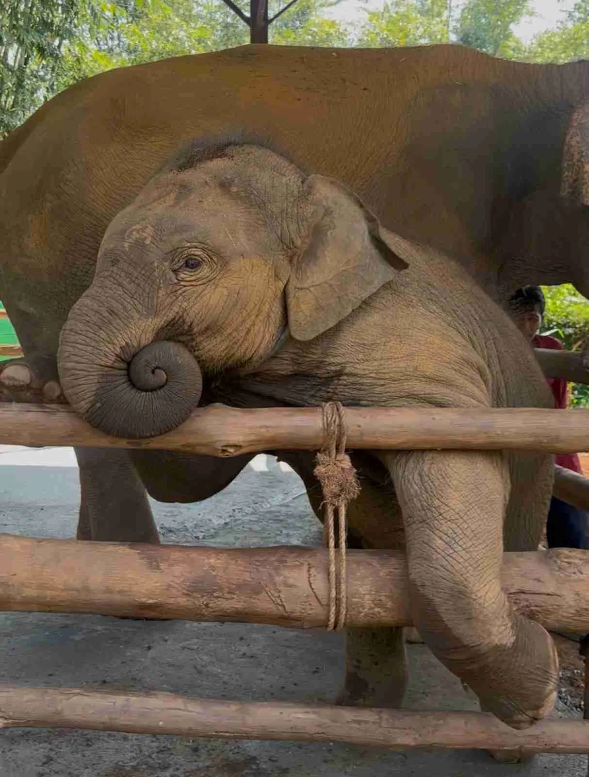 Elephant in natural habitat