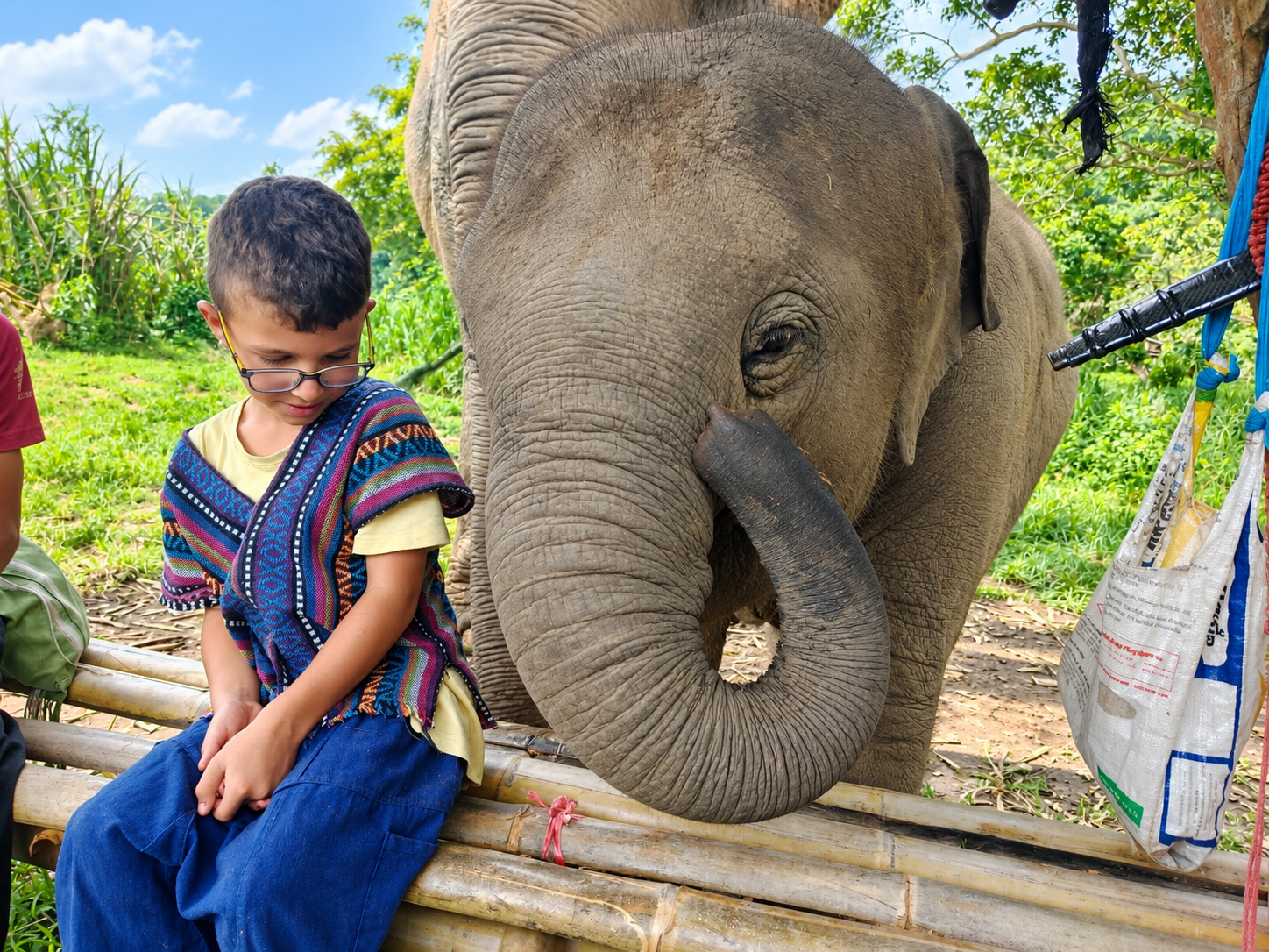 Full Day Elephant Observation
